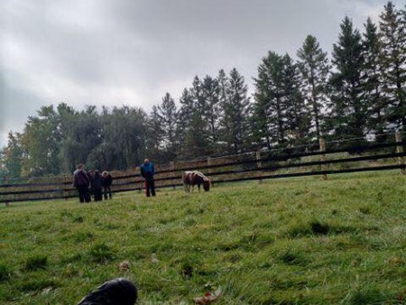 Magic is happening!!!   We are seeing miracles daily with the amazing therapy of the animals 4962 magic is happening   we are seeing miracles daily with 28